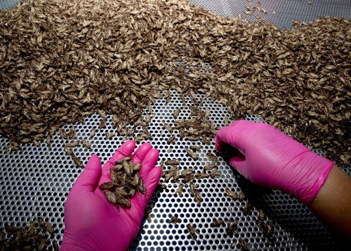 Employees sort out crickets for size at Smile Cricket Farm at Ratchaburi province, southwest of Bangkok, Thailand, on Oct. 3, 2019