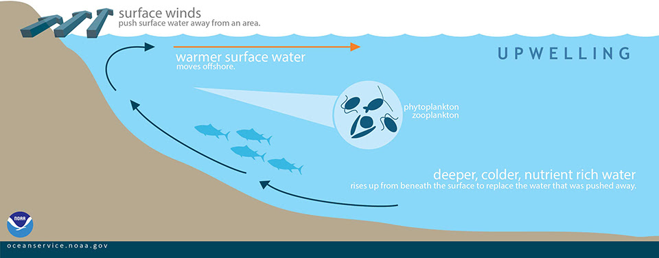 graphic of upwelling