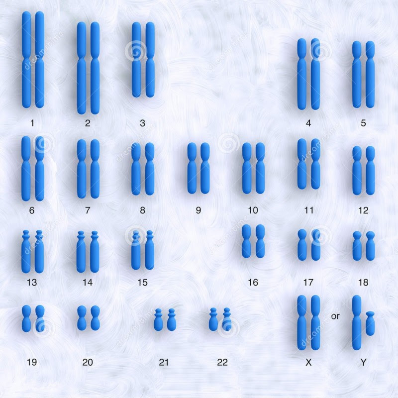human-karyotype-21387484