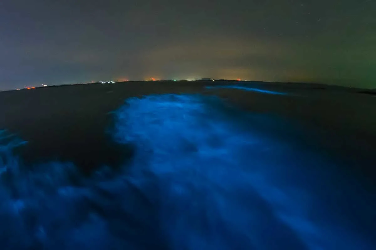 bioluminescent plankton in Paquera, Costa Rica