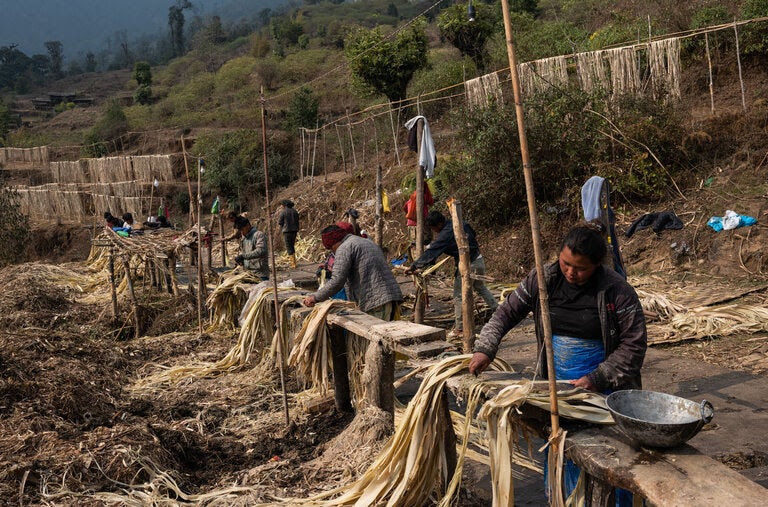 Trabajadores limpiando corteza de Edgeworthia gardneri en el distrito de Ilam, al este de Nepal. A miles de kilómetros, en Japón, la corteza se utilizará para fabricar billetes de yen.