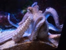 Octopuses may keep hunting teams in line with punches