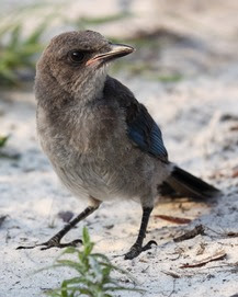 A juvenile Florida Scrub-jay, with distinctive brown head and blude plumage on its body.