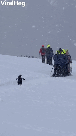 Penguin Decides To Join Expedition GIF by ViralHog