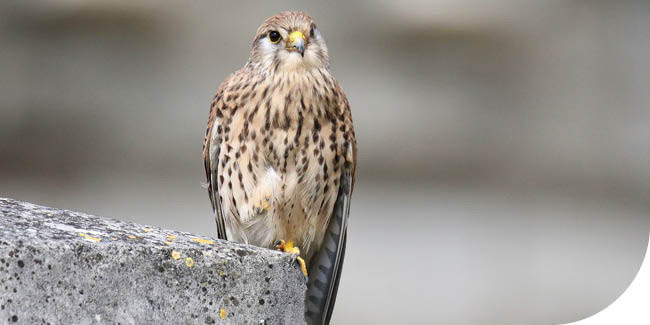 Faucon crécerelle (Falco tinnunculus) - Crédit photo : Alain Peresse / LPO Ile-de-France