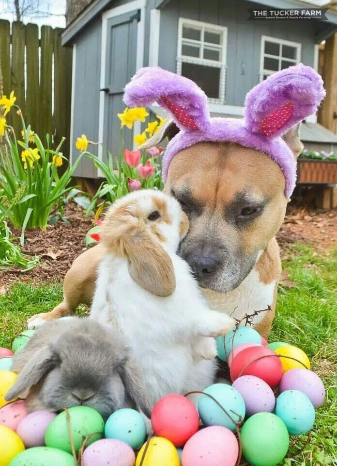♥ HAPPY EASTER TO ONE AND ALLBIG SMILE WITH THIS PHOTO!! LOVE ...