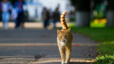 Multan con 9.000 euros a un vecino de Ciempozuelos por abandonar un gato en la calle