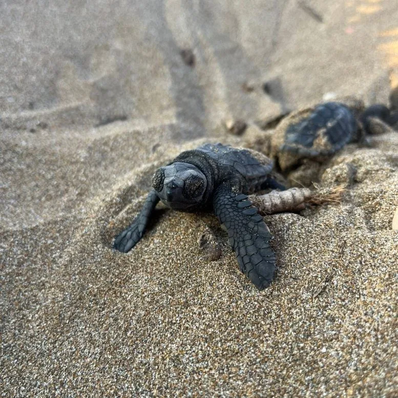 Loggerhead Hatchlings Emerging