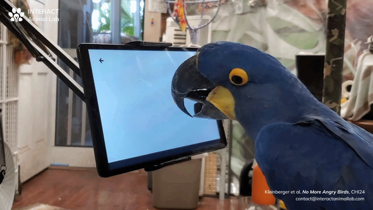 Watch Pet Parrots Learn to Play Tablet Games—With Their Tongues image