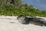 A Hawaiian monk seal entangled in a derelict fishing net around its nose and neck on a sunny beach.