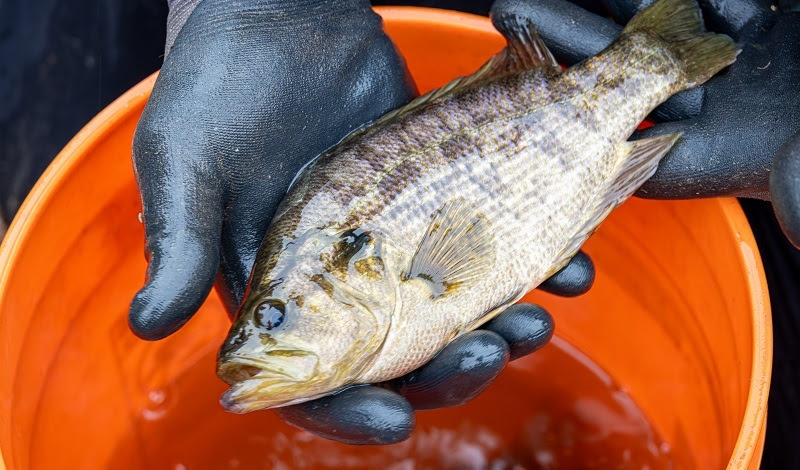 A close-up view of a Sacramento perch held in gloved hands.