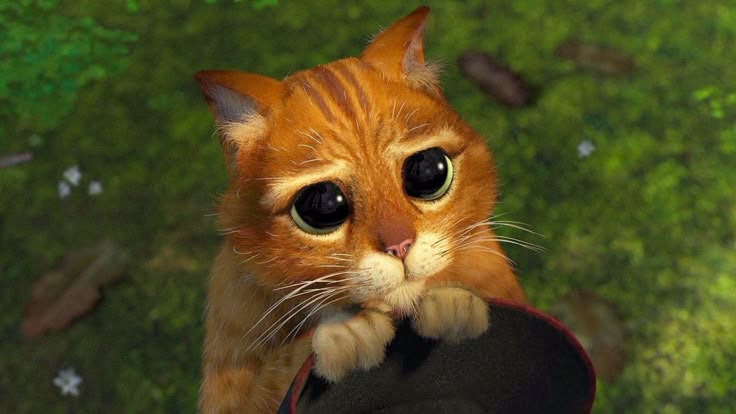 This may contain: an orange cat with big eyes holding a hat