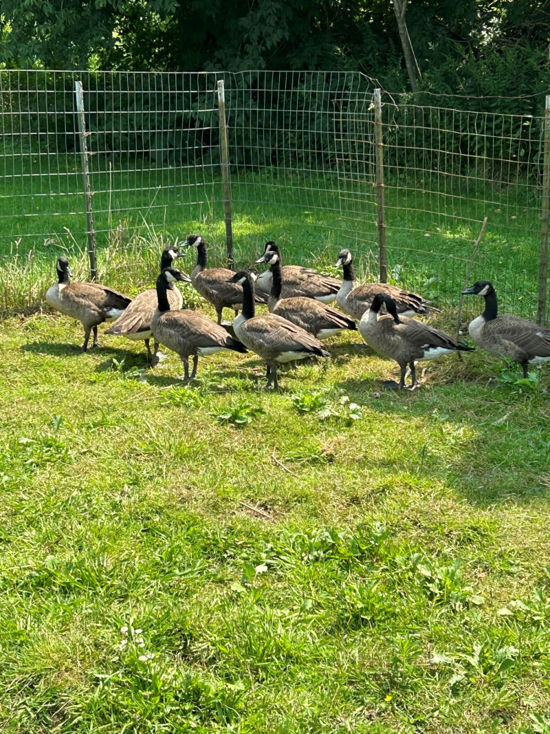 Ten Wild Canada geese in a fenced in area