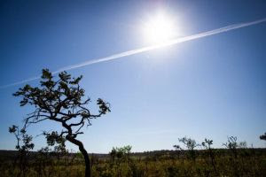 Bacias hidrográficas localizadas no Cerrado brasileiro perderam água continuamente entre 2000 e 2019