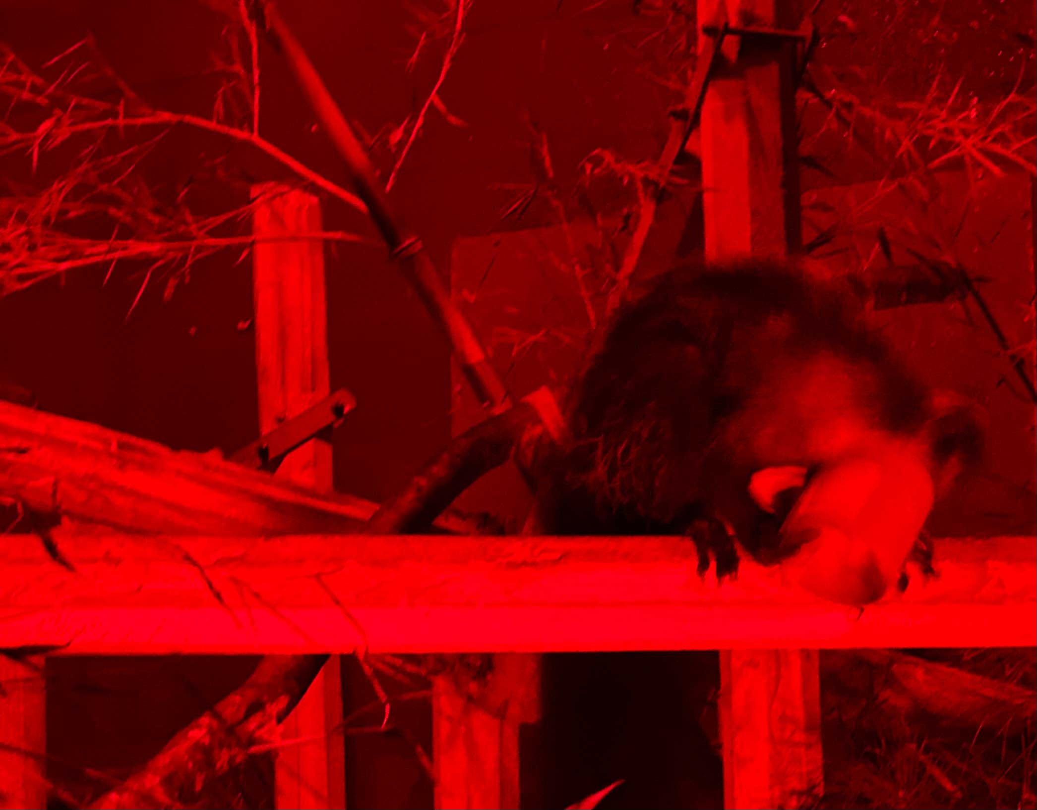 Lemur seen in red light at night snacking on a treat. Lemur seen in red light at night snacking on a treat.