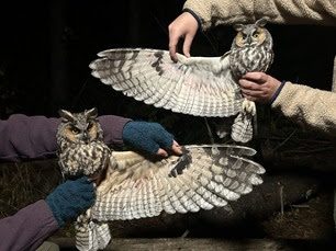 Long-eared Owls - male above and femal below difference in underwing covert color