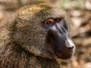 Female Guinea baboons favor skilled mates