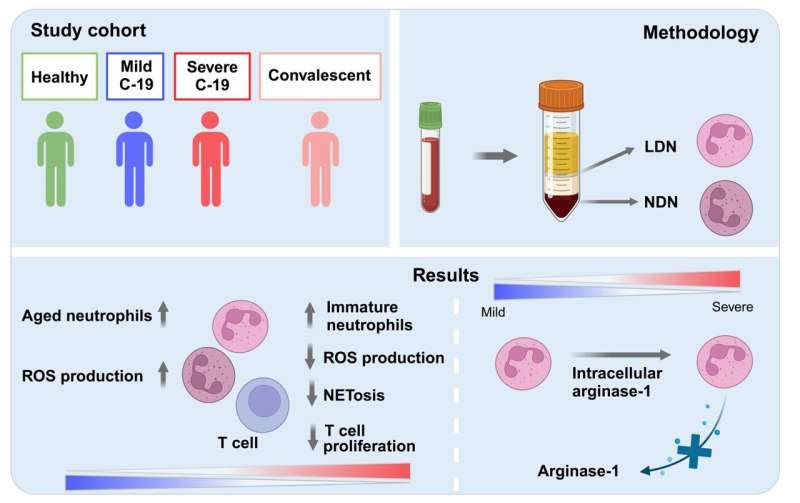 Exploring role of understudied dysfunctional immune cells in severe COVID-19