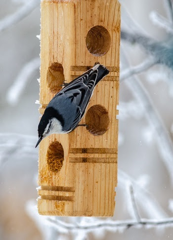 a white-breasted nuthatch with navy blue and slate colored feathers hangs off a rectangular-shaped wooden feeder near icy branches