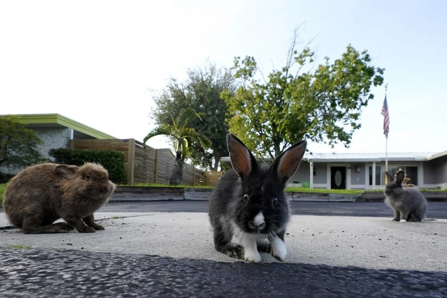 A trio of rabbits gather on a driveway, Tuesday, July 11, 2023, in Wilton Manors, Fla. (AP)