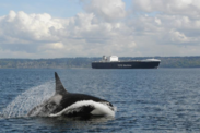 A killer whale jumps out of the water with a large commercial vessel in the background