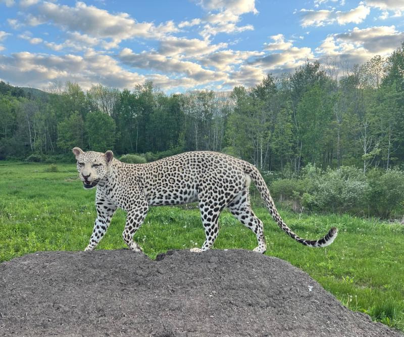 Leopard mount on top of a mound in a field of grass