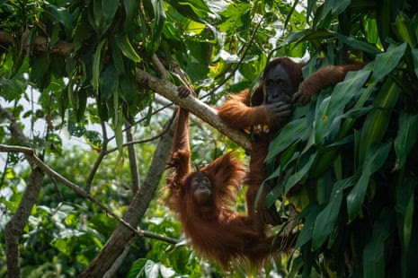 A wild orangutan mother and her one-year-old baby