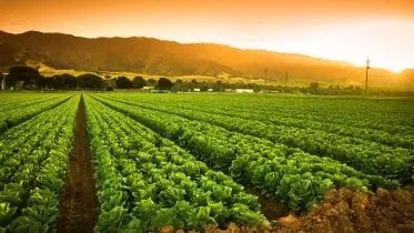 Crops Growing Fertile Farm Land