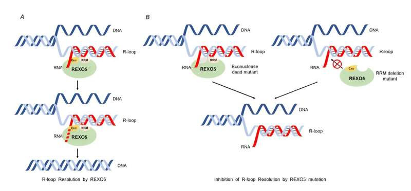 Discovery of key gene offers new hope in treating chronic myeloid leukemia