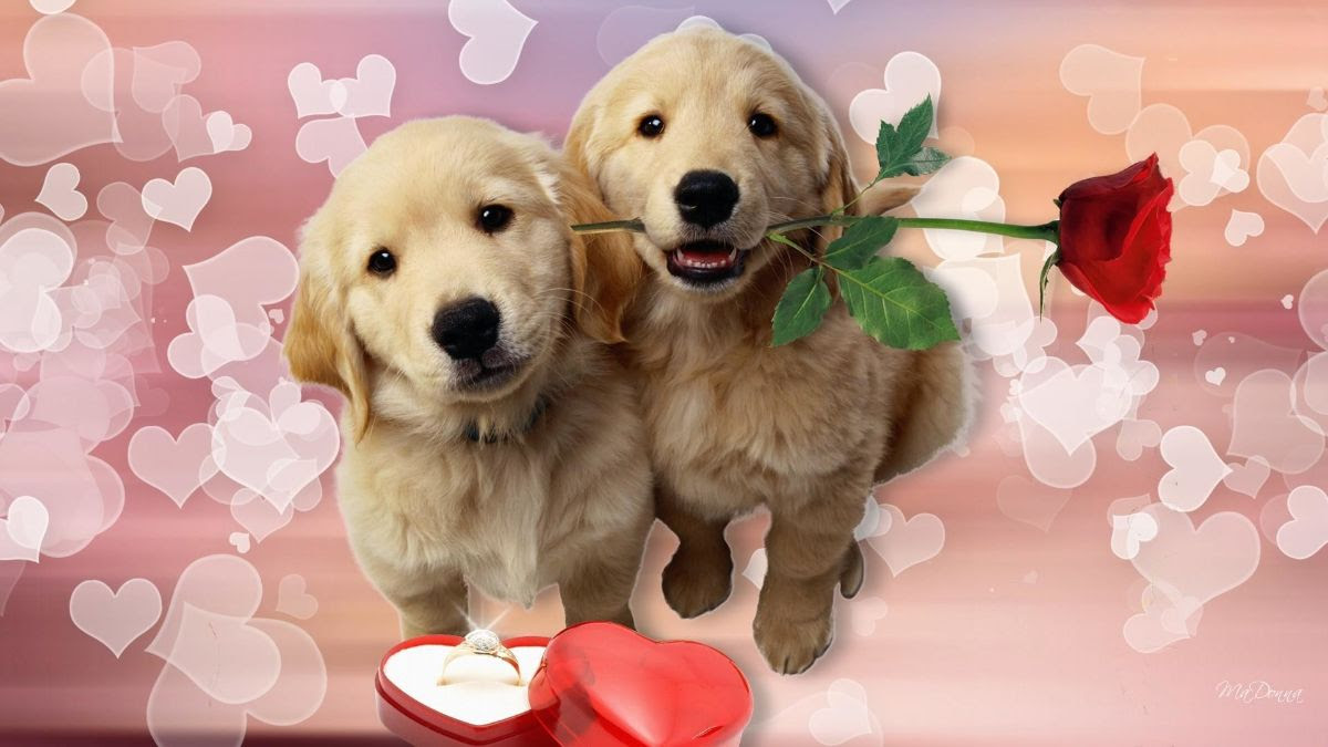 Valentine's Day Dogs.