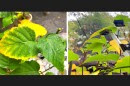 The sensors are attached to the underside of the leaves (right) in order to ensure that the plant still receives enough sunlight