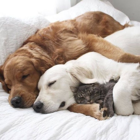 Dogs-Cat-Sleeping