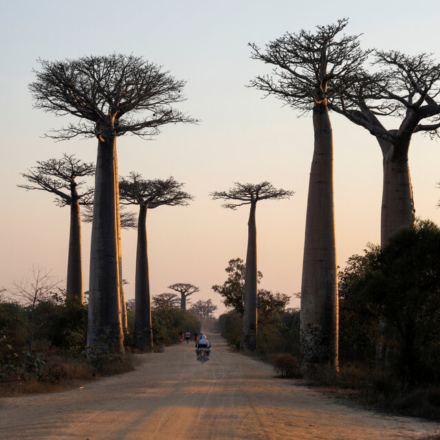 Tall, wild baobab trees line a dirt road with a motorcycle riding through it at sunset.