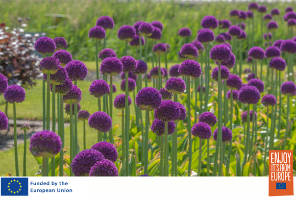 a field of alliums grown from flower bulbs