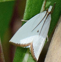 Snowy Urola Moth