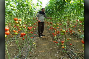 A farmer is checking his tomato plants.