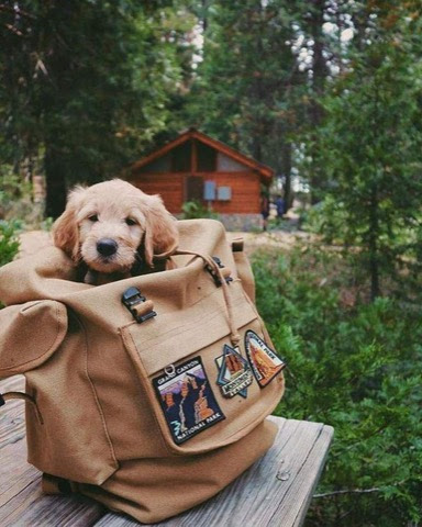 Dog-in-Backpack-Let-s-go