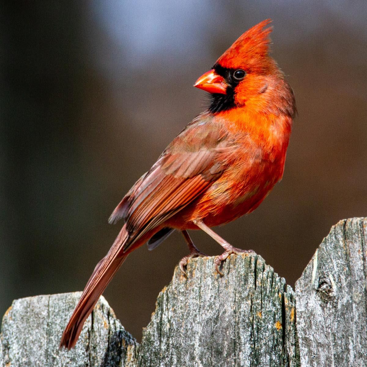 A male northern cardinal perched on a fence.