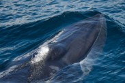 Rice's whale head coming slightly out of the water