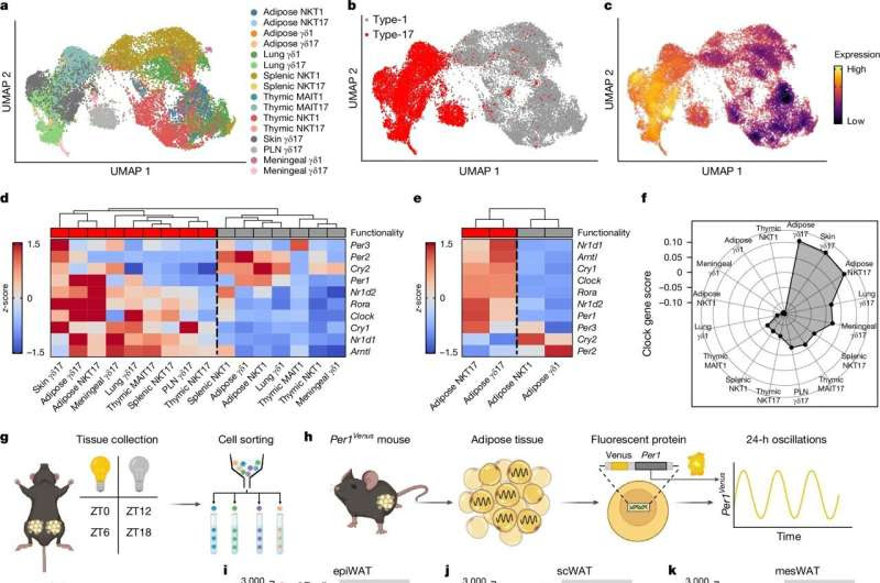 Scientists identify immune molecule that keeps metabolism in tune and on time