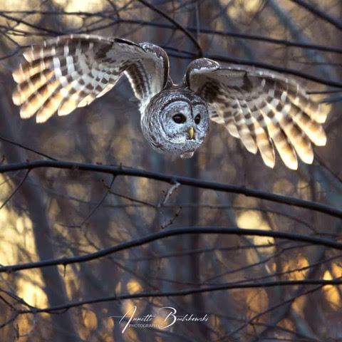 Owl-in-Flight