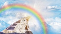 Katzenhimmel: Die Regenbogenbrücke der Katze | TiereWissen