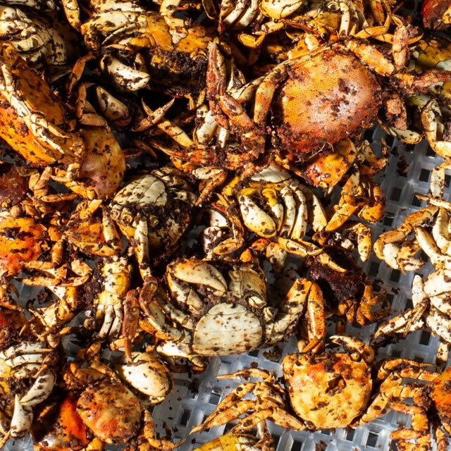 A pile of dehydrated Asian shore crabs.