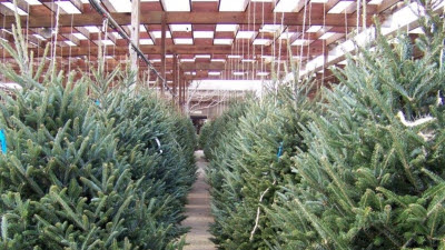 Ayuntamiento seguirá recogiendo árboles de Navidad hasta el día 18 para replantar los que estén en buen estado