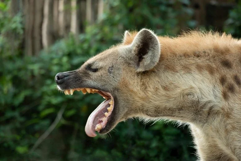 Hyena Mouth Open Close