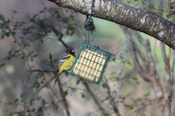 A male Scott's Oriole dangles on the side of a bird feeder.