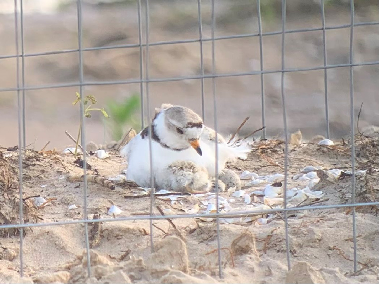 3 Piping Plover Chicks Hatch At Montrose Beach, With 1 More On The Way PPL1