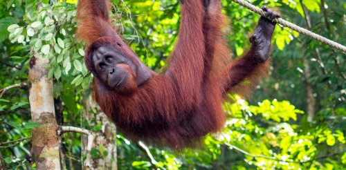 Orangutan diplomacy: why Malaysia’s scheme is attracting criticism before it starts _medium