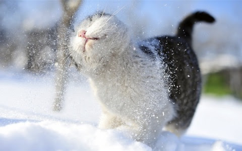 Cat-Snow-Shake-it-Off