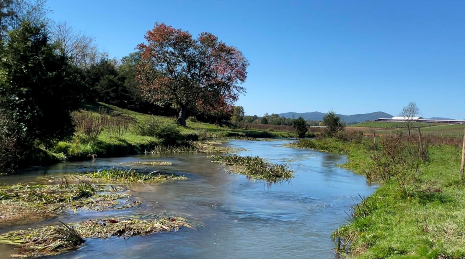 An image of a marshy section of a Mossy creek which is found in the Shenandoah valley and is a phenomenal location to fish for brown trout